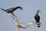 _MG_5831 Neotropic Cormorant.jpg