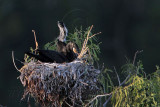 _MG_6852 Neotropic Cormorant.jpg