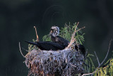 _MG_6887 Neotropic Cormorant.jpg