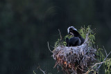 _MG_6920 Neotropic Cormorant.jpg