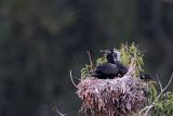_MG_7426 Neotropic Cormorant.jpg