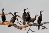 _MG_5830 Neotropic Cormorant.jpg