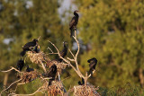 _MG_5937 Neotropic Cormorant.jpg