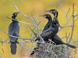 _MG_5989 Neotropic Cormorant.jpg