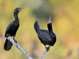 _MG_6010 Neotropic Cormorant.jpg