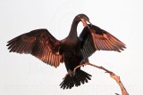 _MG_6189 Neotropic Cormorant.jpg