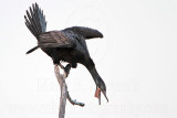 _MG_6240 Neotropic Cormorant.jpg