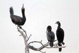 _MG_6434 Neotropic Cormorant.jpg