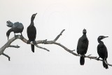 _MG_6456 Neotropic Cormorant.jpg