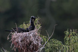 _MG_6557 Neotropic Cormorant.jpg