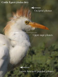 _MG_0063 Cattle Egret Ardea ibis plumes.jpg