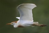 _MG_9759 Cattle Egret.jpg