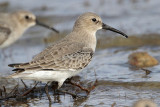 _MG_5703 Dunlin.jpg
