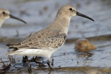 _MG_5704 Dunlin.jpg
