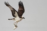_MG_5087 Osprey.jpg