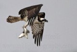 _MG_5103 Osprey.jpg