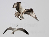 _MG_5138 Osprey & Laughing Gull.jpg