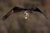 _MG_3080 Osprey.jpg