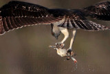 _MG_3080crop Osprey.jpg