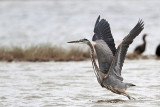 _MG_1290 Great-blue Heron.jpg