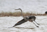 _MG_1291 Great-blue Heron.jpg