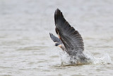 _MG_1296 Great-blue Heron.jpg