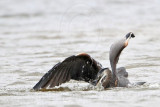 _MG_1300 Great-blue Heron.jpg