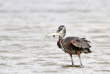 _MG_1317 Great-blue Heron.jpg