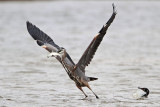_MG_1320 Great-blue Heron & Neotropic Cormorant.jpg