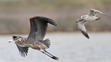 _MG_1338 Great-blue Heron & Ring-billed Gull .jpg