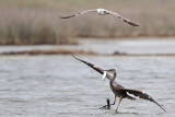 _MG_8156 Great-blue Heron & Ring-billed Gull .jpg
