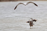 _MG_8319 Great-blue Heron & Ring-billed Gull .jpg