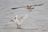 _MG_0409 Snowy Egret & Ring-billed Gull.jpg