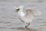 _MG_0411 Snowy Egret.jpg