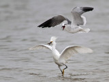 _MG_0425 Snowy Egret & Laughing Gull.jpg