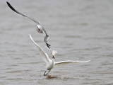 How fast Snowy Egret can swallow a shrimp when harassed by gulls?