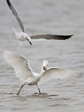 _MG_0429 Snowy Egret & Laughing Gull.jpg