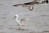 _MG_0434 Snowy Egret.jpg
