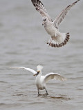 _MG_0436 Snowy Egret & Ring-billed Gull.jpg