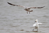 _MG_0441 Snowy Egret & Ring-billed Gull.jpg