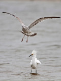 _MG_0442 Snowy Egret & Ring-billed Gull.jpg