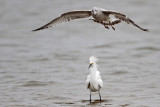 _MG_0443 Snowy Egret & Ring-billed Gull.jpg