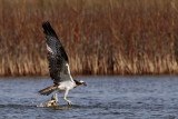 Osprey strikes large blue crab - crab fights back and gets free