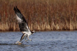 _MG_4231 Osprey.jpg