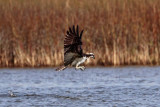 _MG_4233 Osprey.jpg
