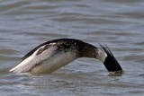 _MG_6044 Red-breasted Merganser.jpg
