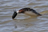 _MG_6115 Red-breasted Merganser.jpg