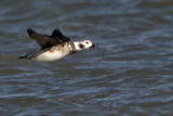 _MG_7411 Long-tailed Duck.jpg