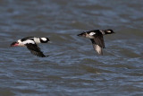 _MG_7374 Bufflehead.jpg