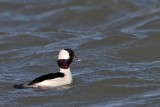 _MG_7550 Bufflehead.jpg
